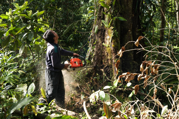 Why Choose Our Tree Removal Services in Allendale, MI?