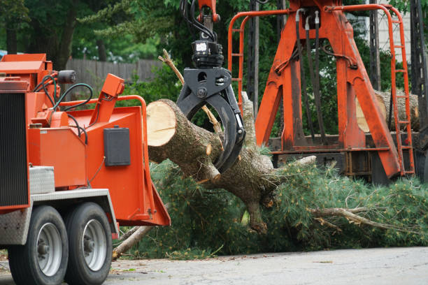 Reliable Allendale, MI  Tree Services Solutions