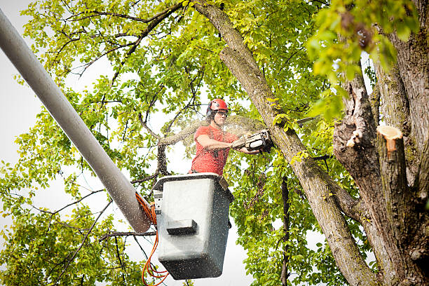 Tree and Shrub Care in Allendale, MI